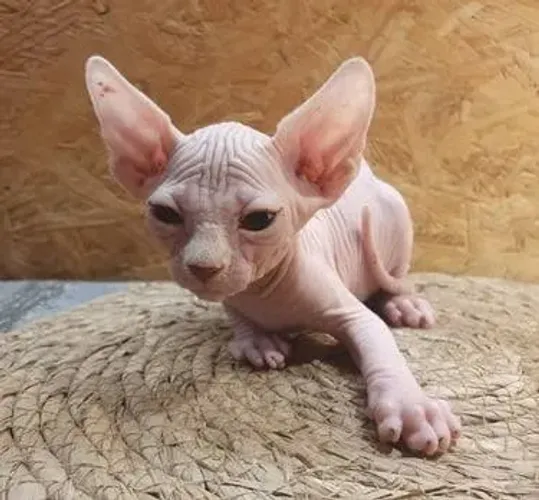Sphynx filhotes - conferir