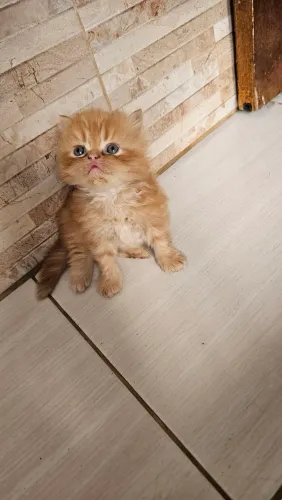 Gato Persa ( macho)