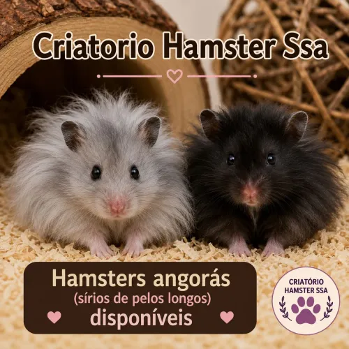 Hamster angora (sírios de pelos longos)