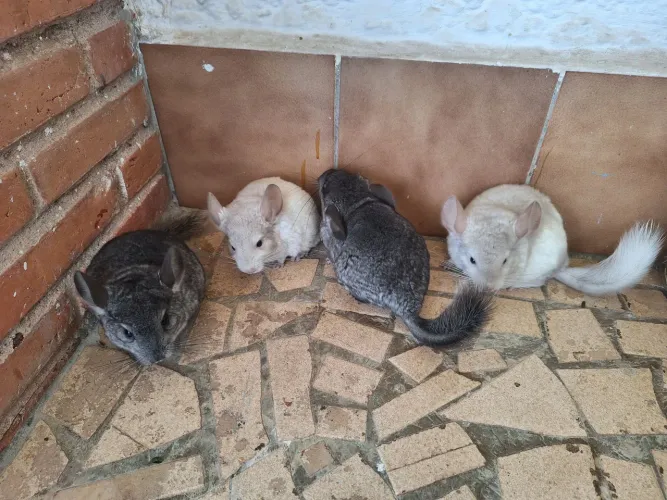 Chinchila 