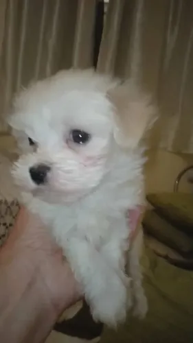 Filhote maltês, Dê Amor e Receba Amor Todos os Dias!