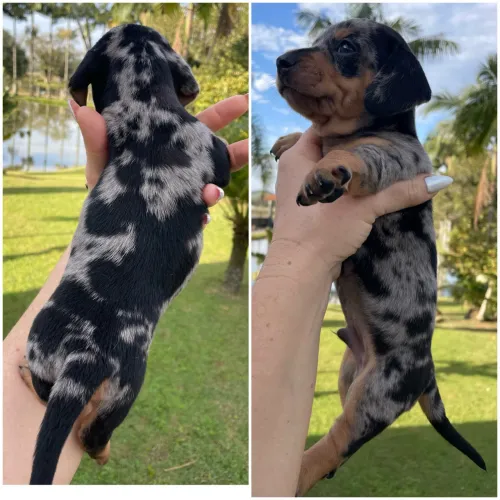 Lindos filhotes machos dachshunds