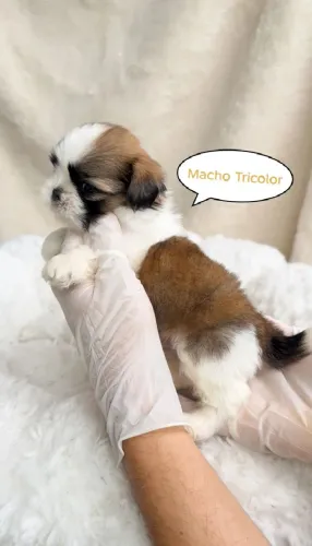 Vendo Lindo filhote de Shih-tzu Macho (TRICOLOR)