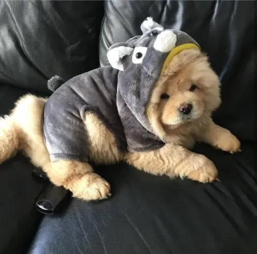 Filhotes de Chow Chow |Um amigo inesquecível!