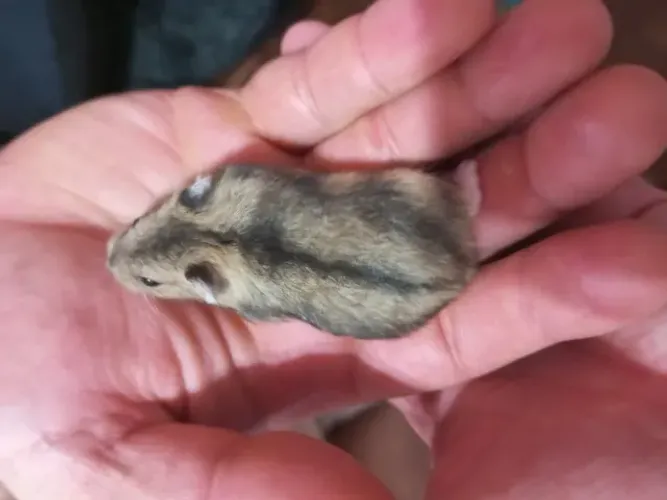 Hamster anão russo
