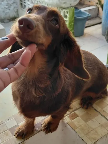 Salsichicha Pelo Longo