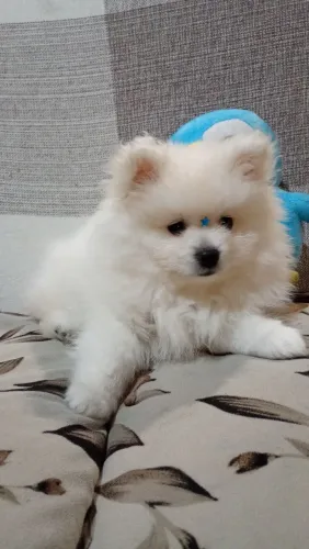 Lulu da Pomerânia 