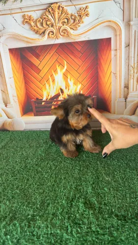 Yorkshire Terrier macho