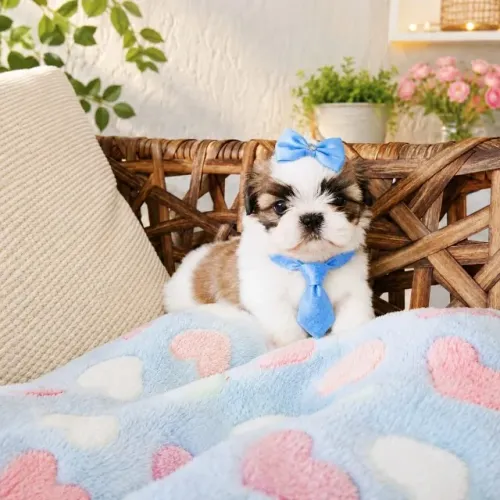 Shitzu machinho lindo parcelo cartão tratar particular entrego