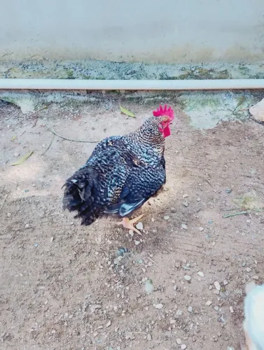 Vendo frangos caipira