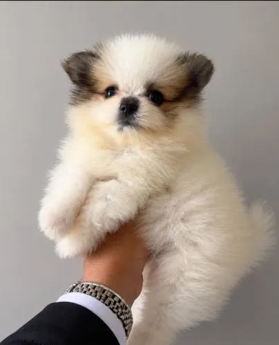 Lulu da pomerânea