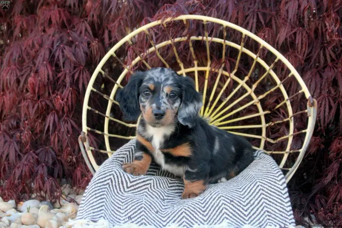 Dachshund Arlequim Pelo longo | Chama agora e escolha seu companheiro 