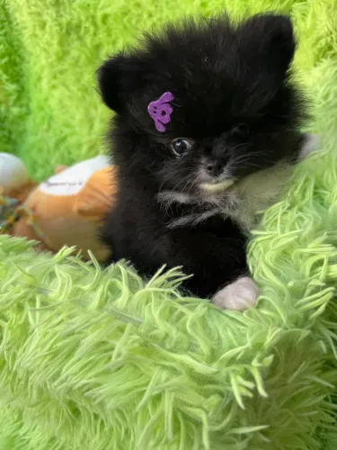 Spitz Alemão Anão Fêmeas Lulu da Pomeranea