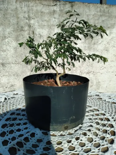 Pré Bonsai de Pithecolobium Tortum 