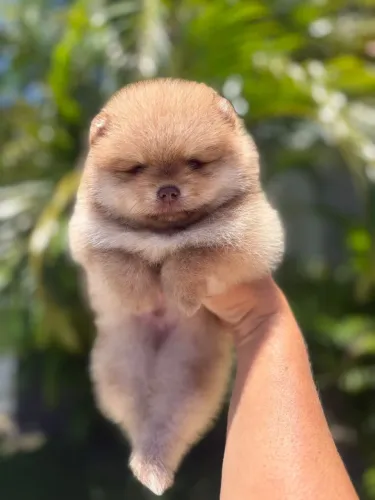 Lulu-da-pomerânia macho