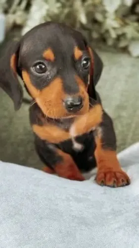 Dachshund: Machos e Fêmeas Disponíveis para Conhecer