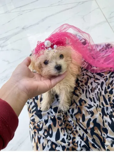 Poodle toy femea creme miniatura