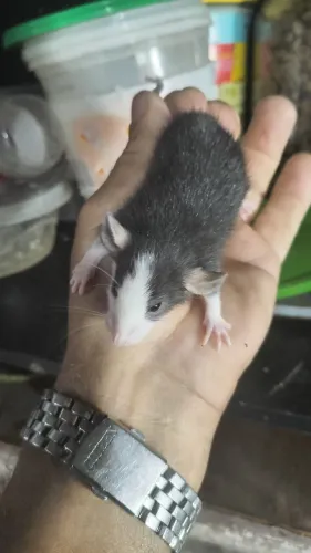 Rato Twister