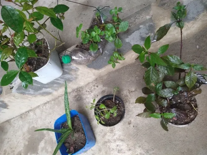 Plantas medicinais saião, boldo, babosa, terramicina, ora por nobis