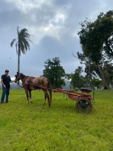 Égua de charrete e sela 