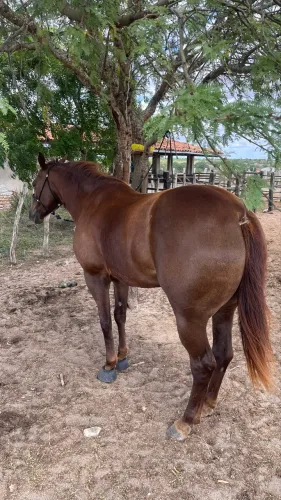Égua quarto de milha para negócio 