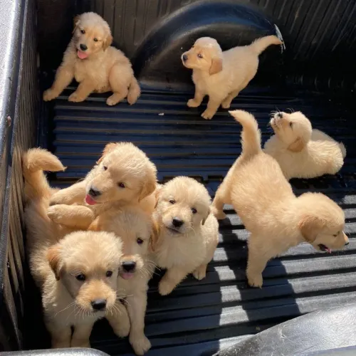Golden pedigree puros fêmeas e machos