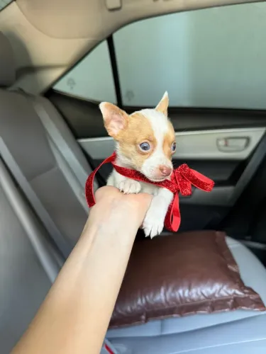 Pinscher macho raridade chocolate pass cartão