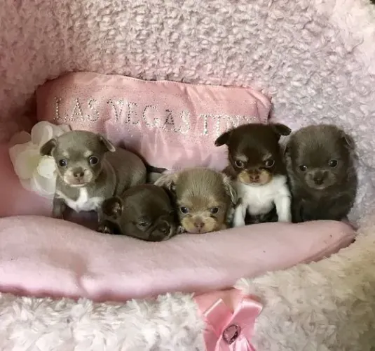 Chihuahua Machos e Femeas