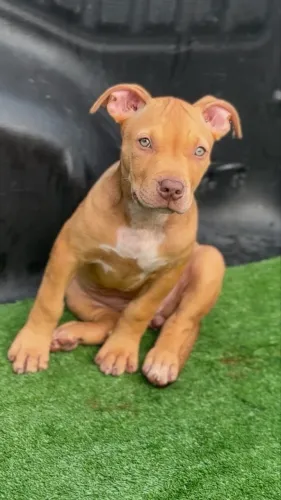 Pit  Monster 