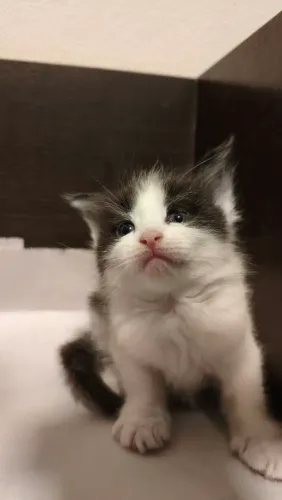 Maine coon 