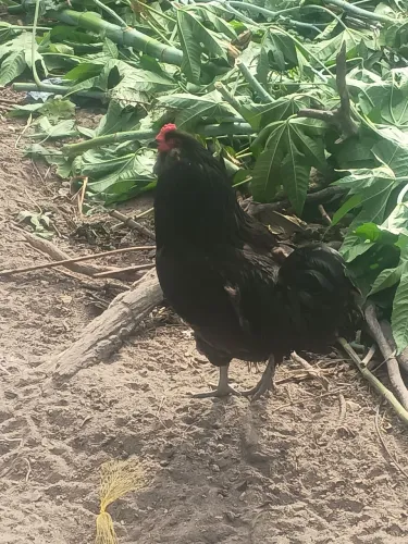 Galinha ameraucana azul