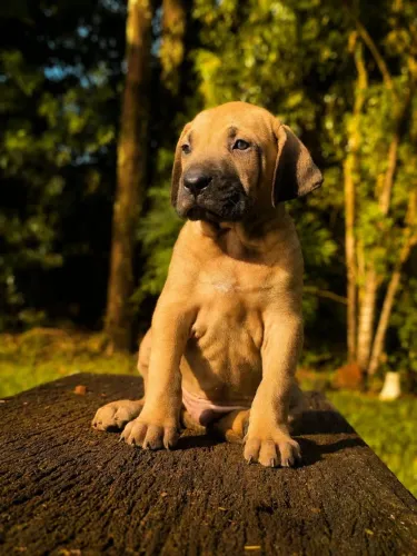 Vende se Fila Brasileiro 