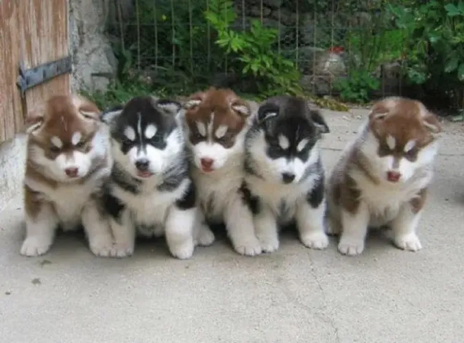 Husky siberiano - Filhotes Encantadores com Garantia de Origem