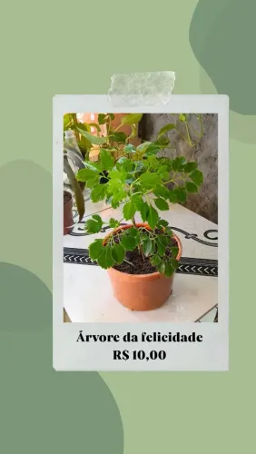 VENDE-SE PLANTA ÁRVORE DA FELICIDADE