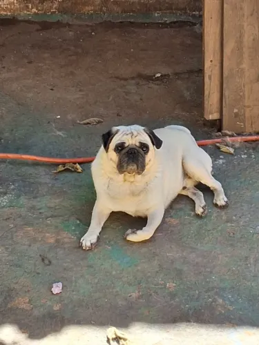 Lindo pug macho alto padrão super carinhoso e dócil 