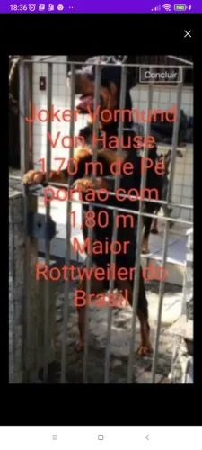 Rottweiler fêmea 10 x de R$ 220,00