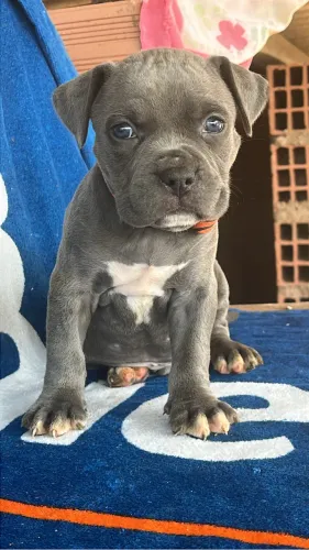 Cachorro 