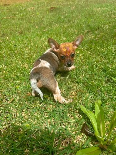 Pinscher femea