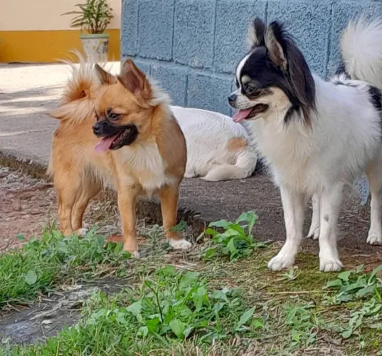 Chihuahua pelo Longo/curto,, machos, com pedigree e Vacina, em 10x no Cartão,