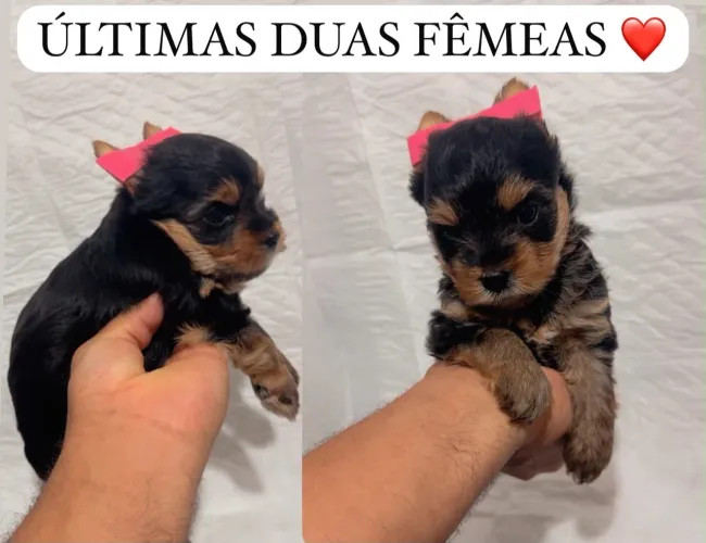 YORKSHIRE TERRIER FÊMEA DISPONÍVEL