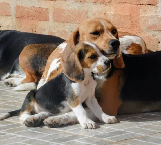 Pais com pedigree