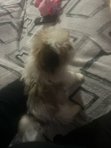 Vendo cachorro raça shih tzu