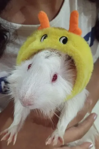 Porquinho da índia