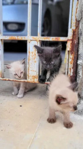 Adoção de gatinhos