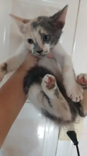 Casal de gatos