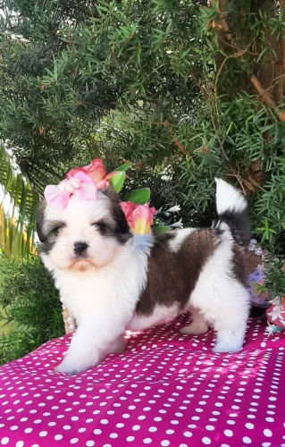 Linda BABY SHIH-TZU entrego vacinada e higienizadinha com entrega gratuita.