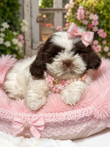 Sua lindeza filhote de Shih tzu fêmea branca e chocolate