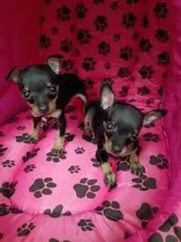 Pinscher macho e fêmea