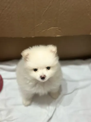 Lulu da pomerania femea