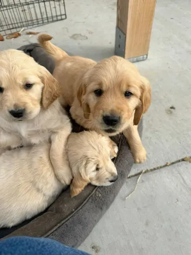 Golden Retriever brincalhão